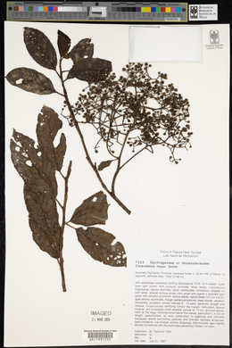 Image of Carpodetus arboreus