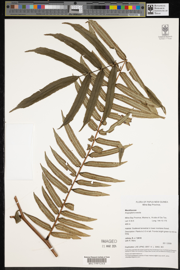 Angiopteris evecta image