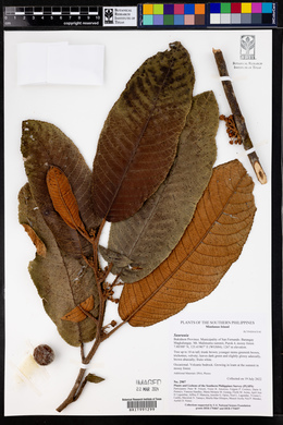Image Associated With the Occurence