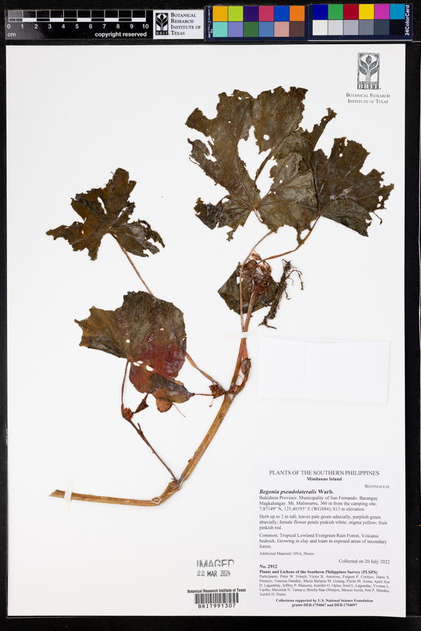 Begonia pseudolateralis image