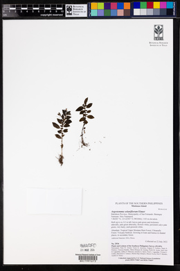 Argostemma solaniflorum image