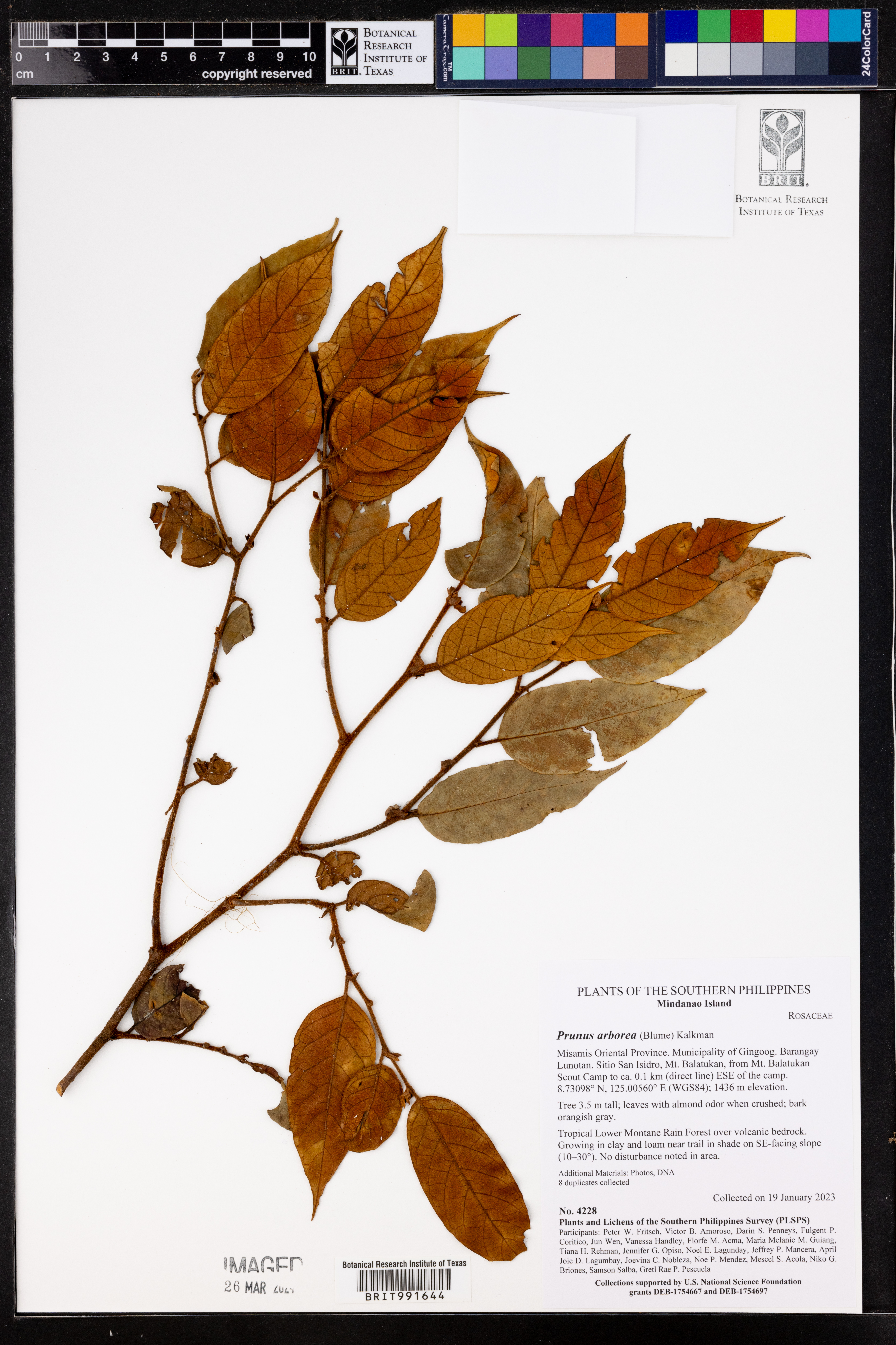 Prunus arborea