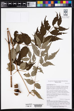 Aralia bipinnata image