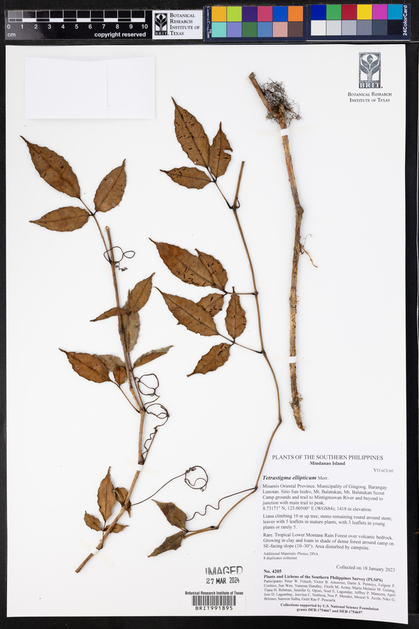Tetrastigma ellipticum image