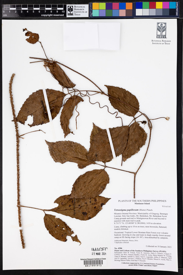 Tetrastigma papillosum image