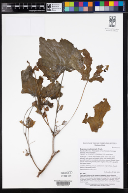 Begonia pseudolateralis image