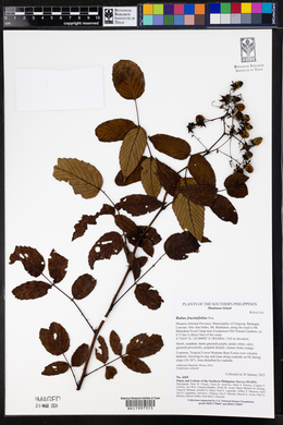 Rubus fraxinifolius image