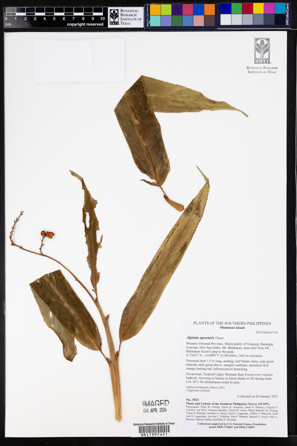 Alpinia apoensis image