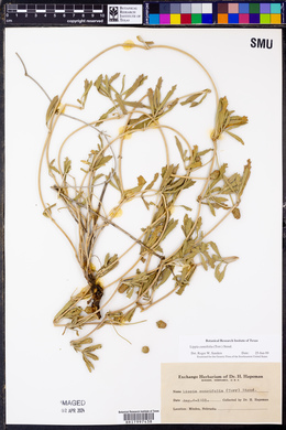 Phyla cuneifolia image