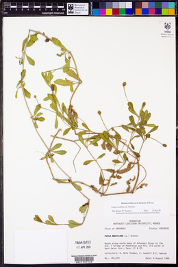 Phyla nodiflora image