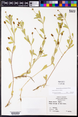 Phyla nodiflora image