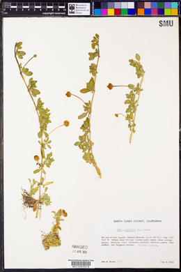 Phyla nodiflora image