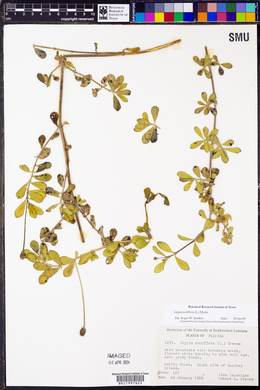 Phyla nodiflora image