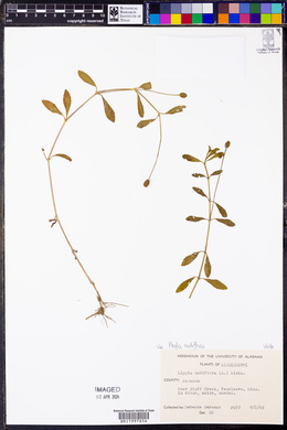 Phyla nodiflora image