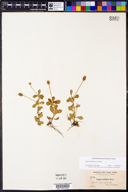 Phyla nodiflora image