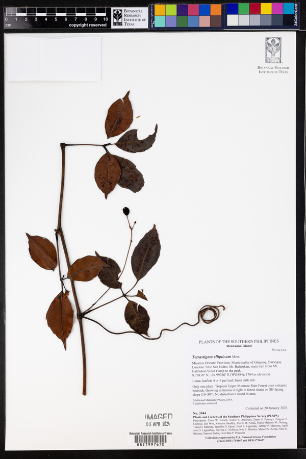 Tetrastigma ellipticum image