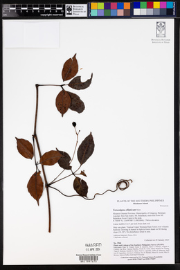 Tetrastigma ellipticum image
