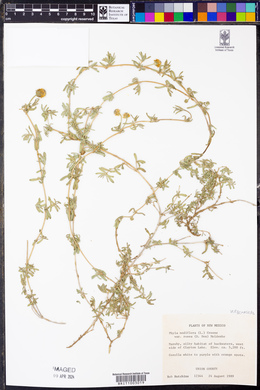 Phyla nodiflora image