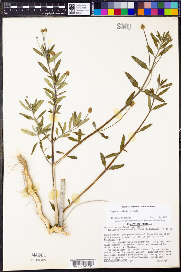 Phyla stoechadifolia image