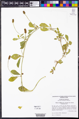 Phyla nodiflora image