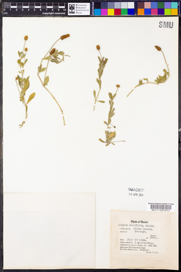 Phyla nodiflora image