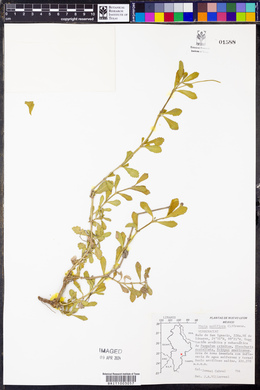 Phyla nodiflora image