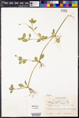 Phyla nodiflora image