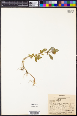 Phyla fruticosa image