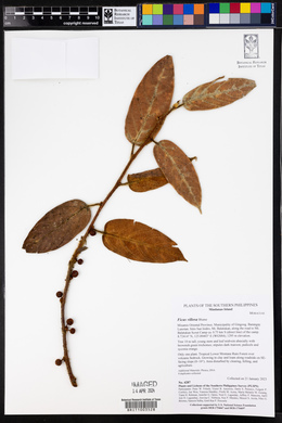 Ficus villosa image