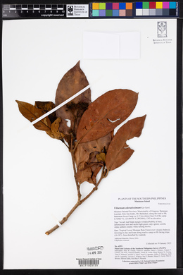 Viburnum odoratissimum image