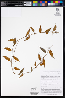 Image of Cissus oblongifolia