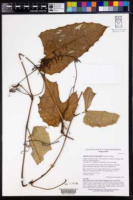 Image of Ampelocissus trichoclada