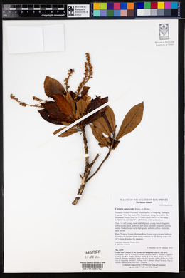 Clethra canescens image