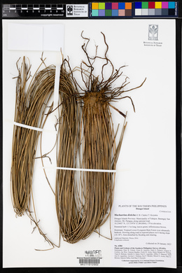 Machaerina disticha image