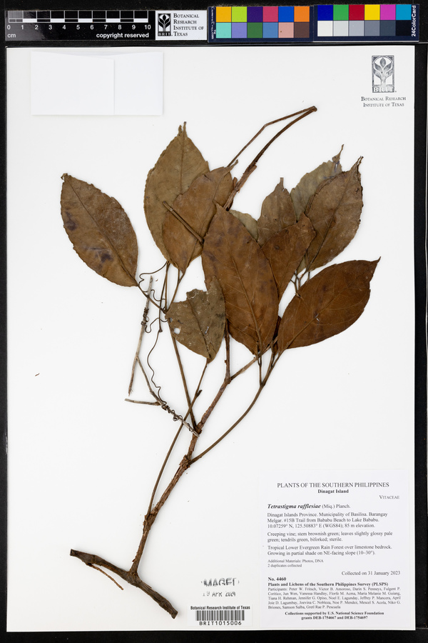 Tetrastigma rafflesiae image