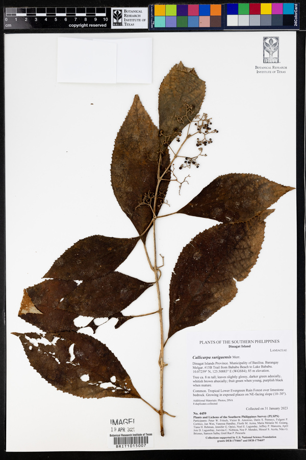 Callicarpa surigaensis image