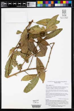 Ficus septica image