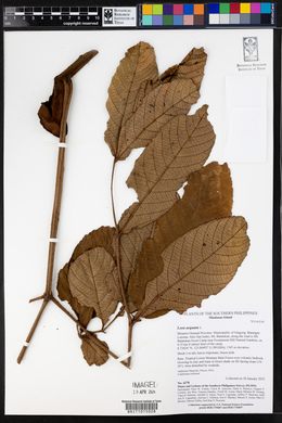 Leea aequata image
