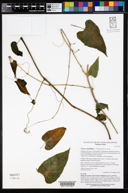 Cissus verticillata image