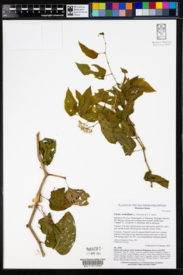 Cissus verticillata image