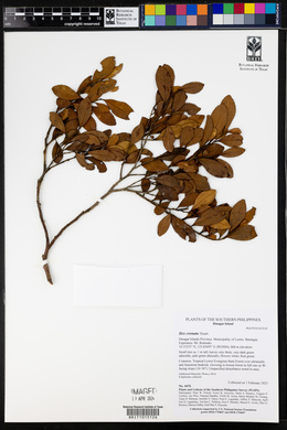 Ilex crenata image