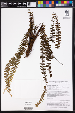 Asplenium unilaterale image