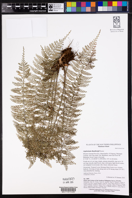 Asplenium thunbergii image