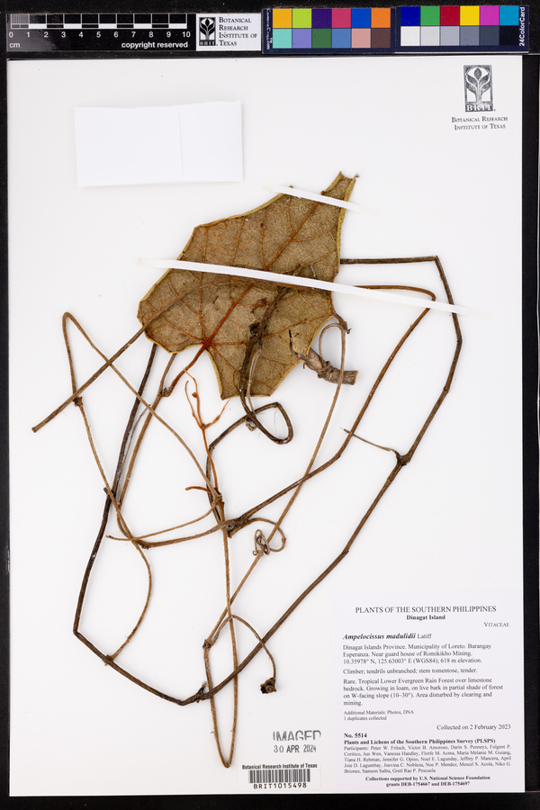Ampelocissus madulidii image