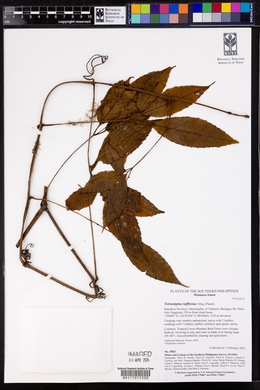Tetrastigma rafflesiae image