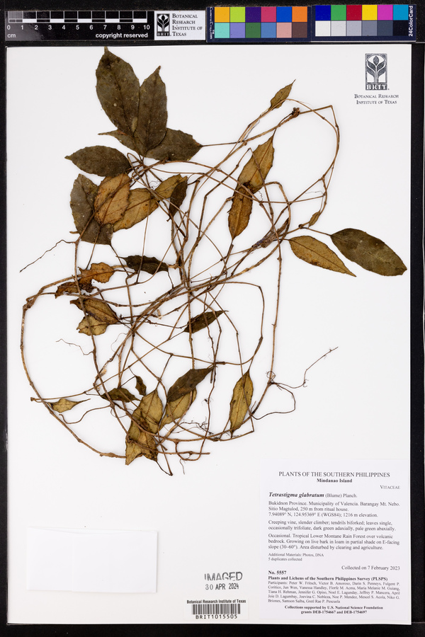 Tetrastigma serrulatum image