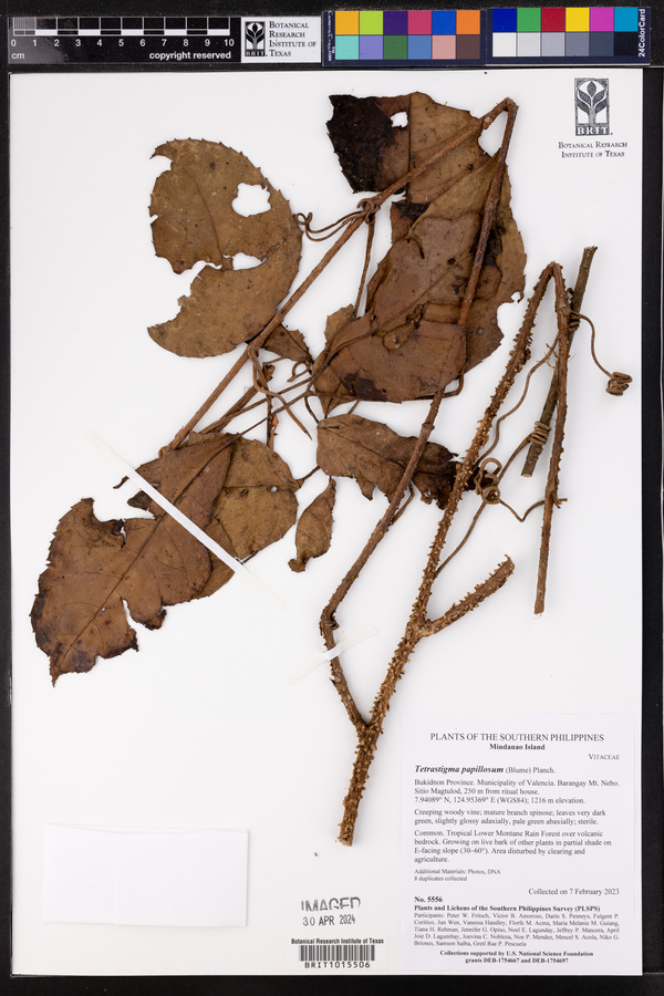 Tetrastigma papillosum image