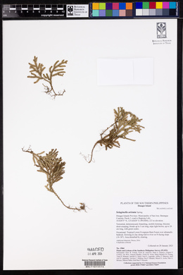 Selaginella aristata image