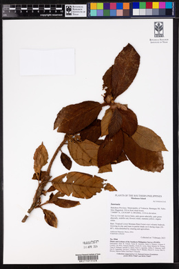 Image Associated With the Occurence