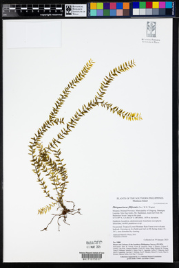 Phlegmariurus filiformis image